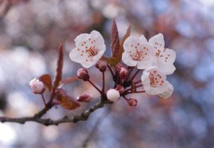 rinascita,pasqua, riflessioni sulla pasqua
