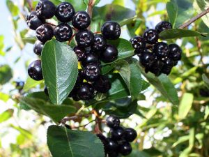 maqui,superalimento, superfood,superantiossidante