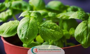 proprietà del basilico, basilico pianta aromatica, digestivo