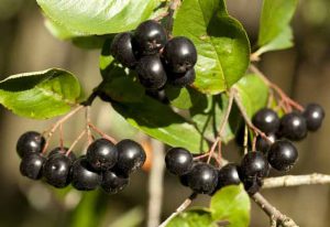 bacche di Aronia, Chokeberry, aronia melanocarpa