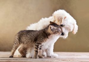 amore è libertà , libertà dell'amore, amore incondizionato, amore, cane e gatto, amore, bacio