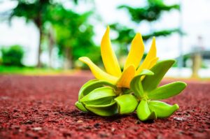 olio essenziale di ylang ylang, fiore di ylang ylang, olio essenziale