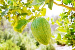 proprietà del cedro, agrume antiossidante