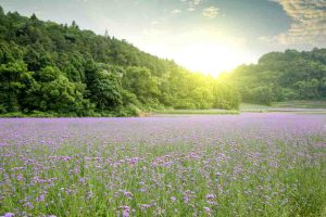 verbena, vervain fiori di Bach, campo di fiori