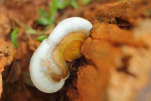 Ganoderma Lucidum, Reishi, fungo dell'immortalità, anti aging