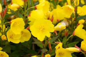 enotera fiori, olio di enotera
