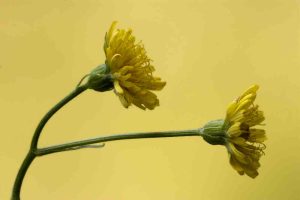 Hieracium pilosella, pilosella, detox, drenante, cellulite, peso
