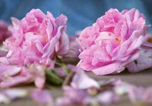 Rosa damascena, rosa di damasco, rosa, olio essenziale, benessere corpo mente, naturopatia, aromaterapia,
