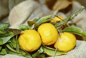 chinotto, frutta, agrume