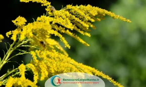 Solidago virgo aurea, verga d'oro, solidago virga aurea, diuretico naturale, fitoterapia, fiori gialli
