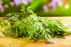cerfoglio, pianta aromatica
