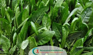 Insalata cicoria chicory