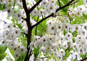 benzoino, olio essenziale, albero, benzoin