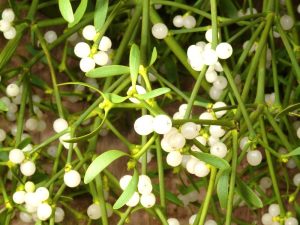 proprietà del vischio, rami, rimedio naturale, baciarsi sotto il vischio