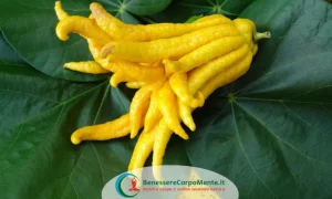 mano di Buddha, citrus medica