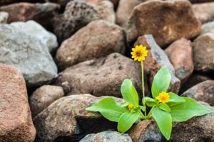 resilienza, fiore giallo tra i sassi