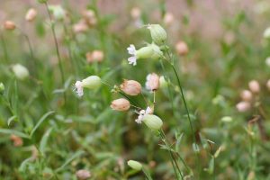 silene, carletti,
