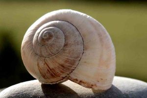 significato dei simboli, spirale, conchiglia