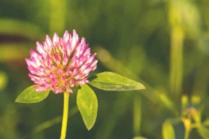 trifoglio rosso, trifoglio, fiore