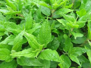 Parietaria, Parietaria officinalis, allergia ai pollini, allergia, allergie, fitoterapia