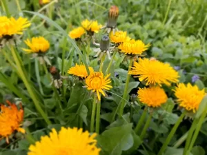 piante officinali. erbe officinali, fitoterapia, tarassaco