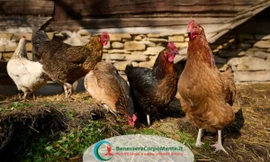 carne senza antibiotici, allevamento di polli bio, polli allevati all'aperto